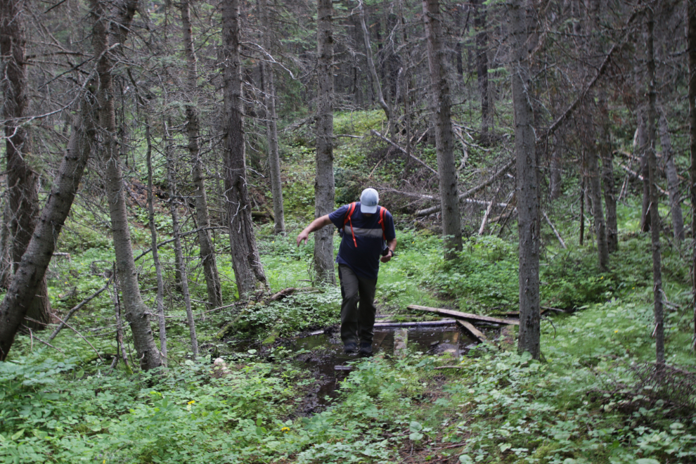 A small creek crossing on a mining exploration trail on 'Middle Ridge' above Tutshi Lake, BC.