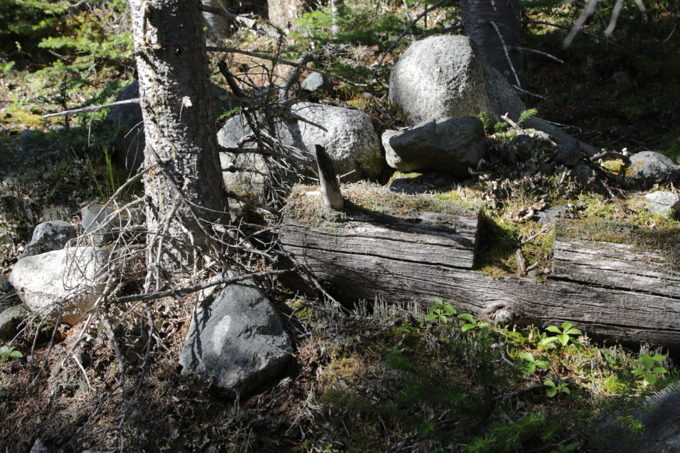 An old notched log along a mining exploration trail on 'Middle Ridge' above Tutshi Lake, BC.