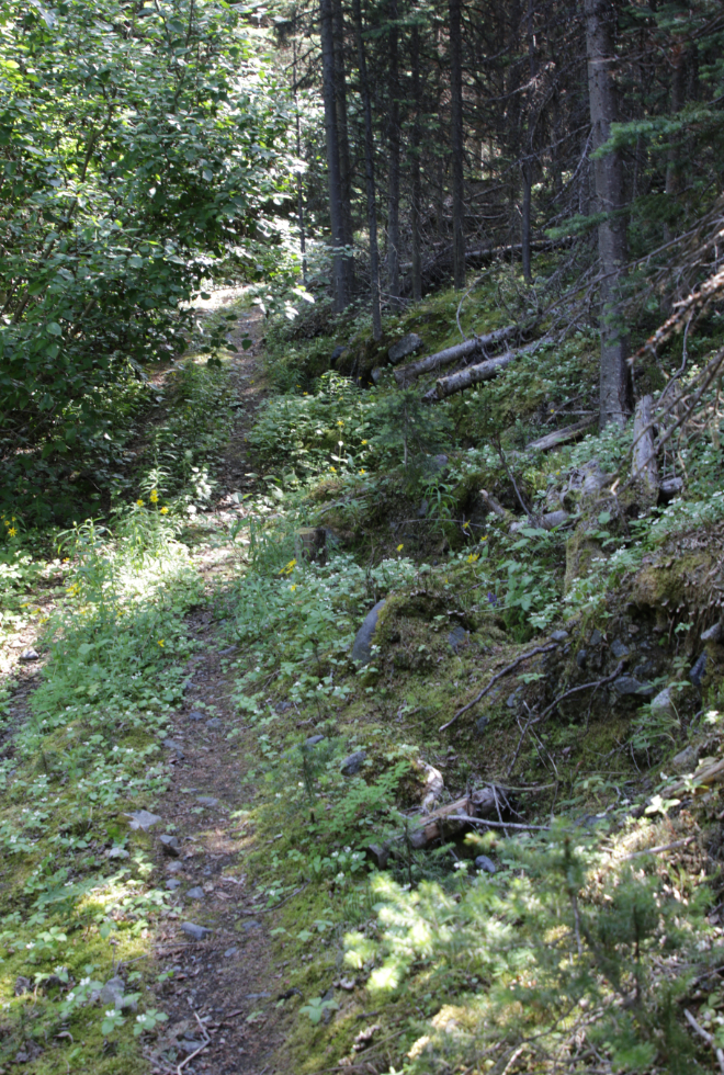 Test pits along a mining exploration trail on 'Middle Ridge' above Tutshi Lake, BC.