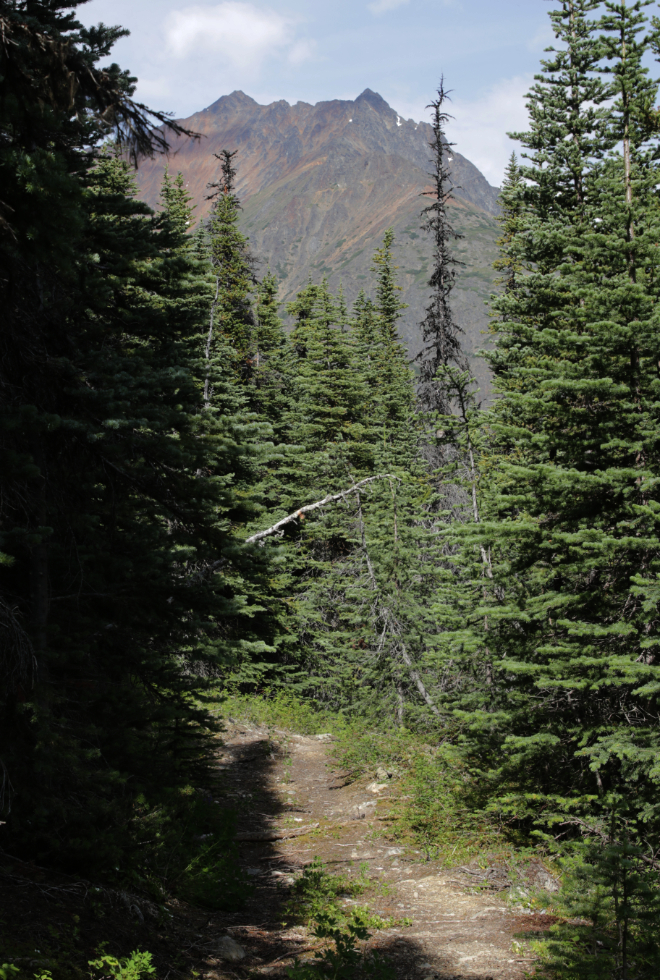 A great view from a mining exploration trail on 'Middle Ridge' above Tutshi Lake, BC.