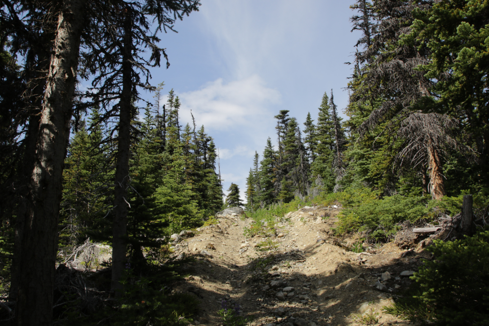 A mining exploration trail on 'Middle Ridge' above Tutshi Lake, BC.