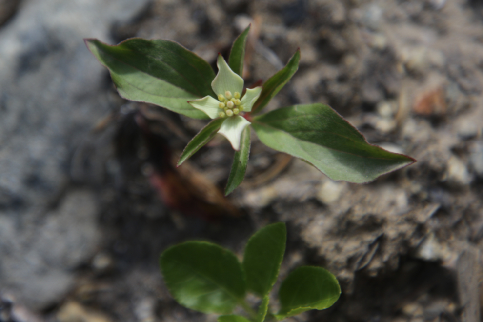 Bunchberry high above Tutshi Lake, BC.