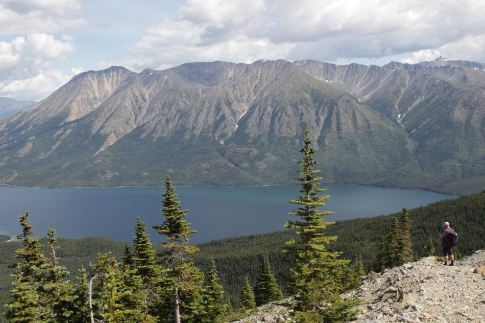 A mining exploration trail on 'Middle Ridge' above Tutshi Lake, BC.