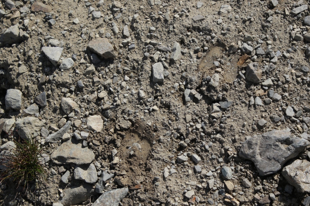 Mountain goat prints an old mining exploration trail on 'Middle Ridge' above Tutshi Lake, BC.