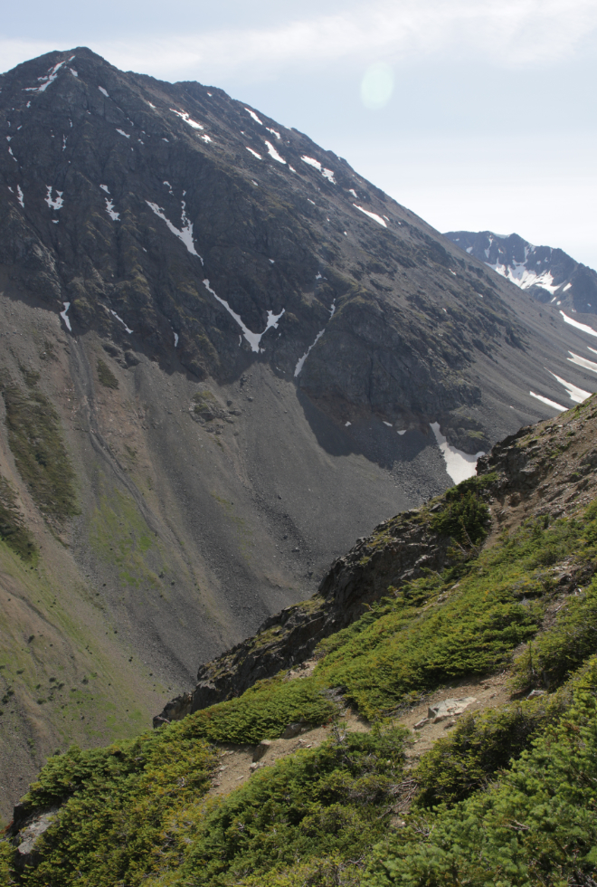 Mountain goat sleeping areas on an old mining claim on 'Middle Ridge' above Tutshi Lake, BC.