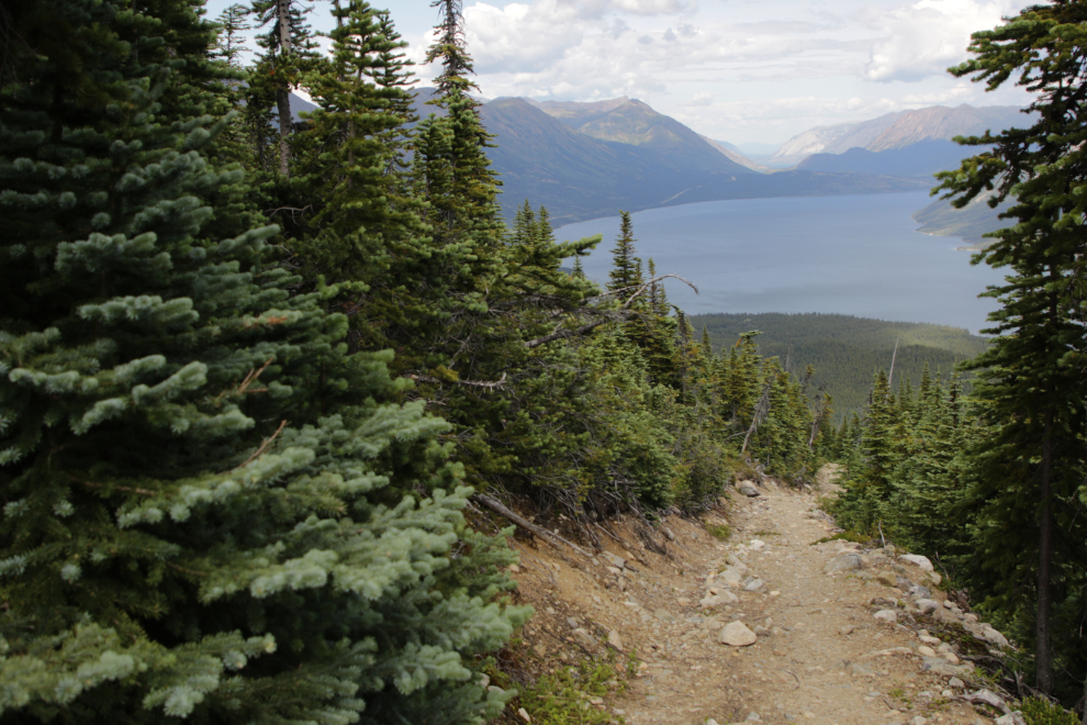 An old mining exploration trail on 'Middle Ridge' above Tutshi Lake, BC.