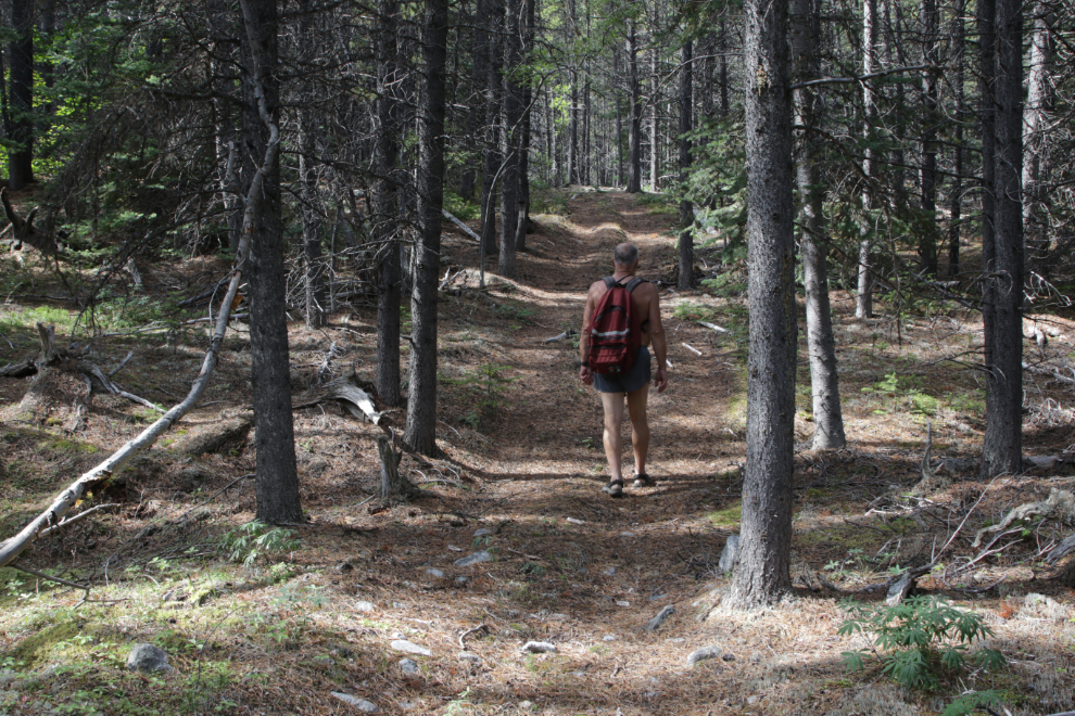 Heading up an old mining exploration trail on 'Middle Ridge' above Tutshi Lake, BC.