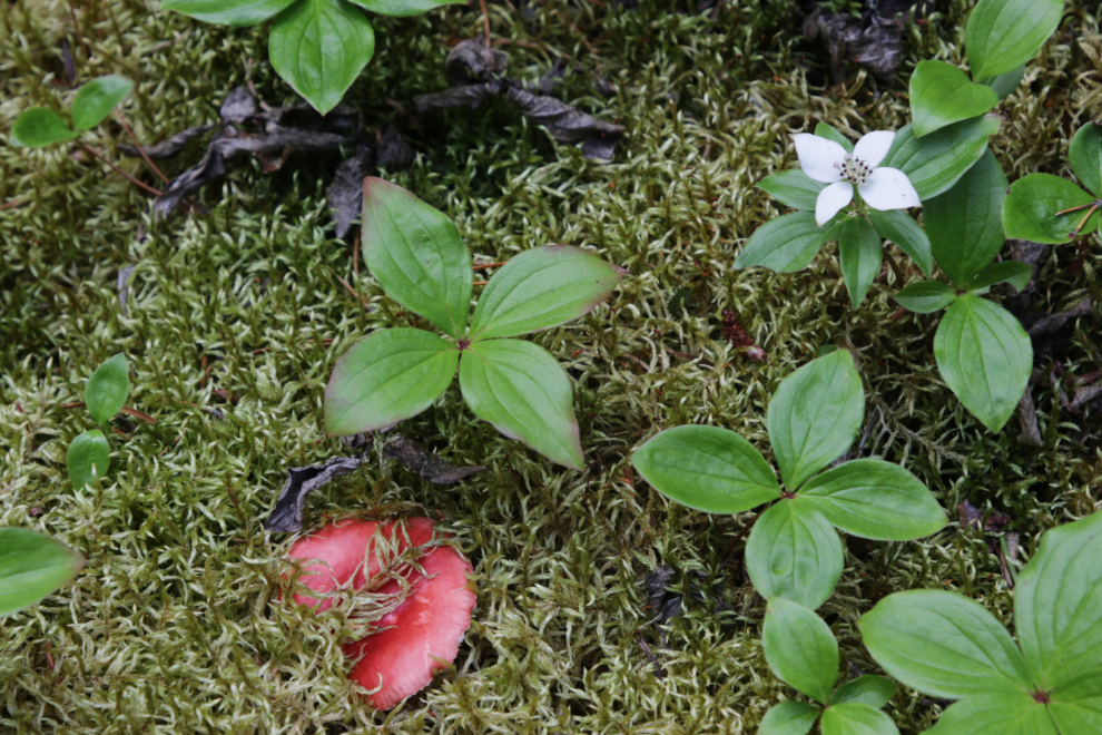 Flowers, moss and a mushroom on 'Middle Ridge' above Tutshi Lake, BC.