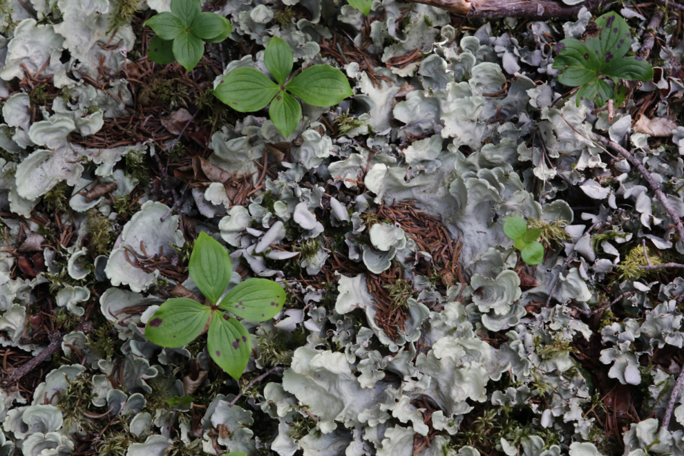 Dog lichen on 'Middle Ridge' above Tutshi Lake, BC.