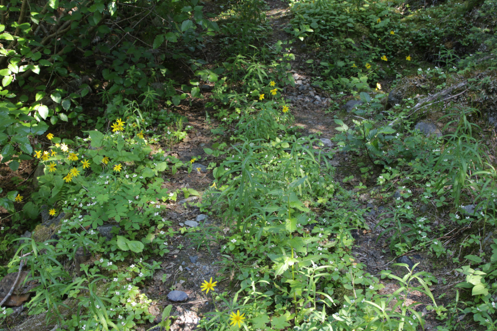Flowers on a mining exploration trail on 'Middle Ridge' above Tutshi Lake, BC.
