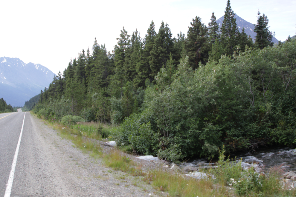 The start of a mining exploration trail on 'Middle Ridge' above Tutshi Lake, BC.